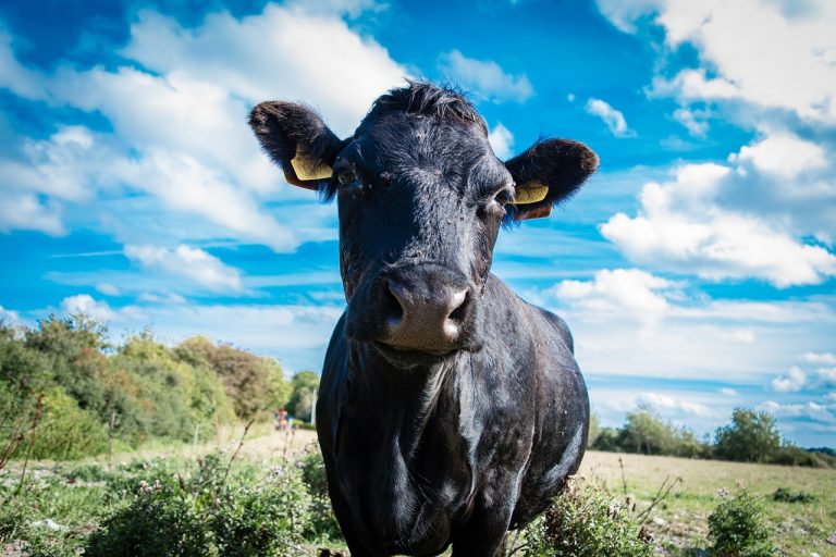black-cow-768x512