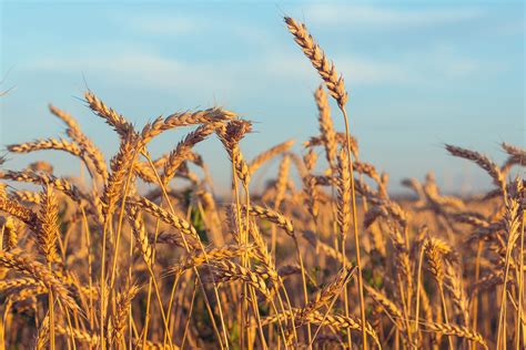 Grain photo(1)