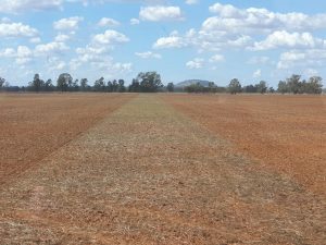 oat field newly sowed