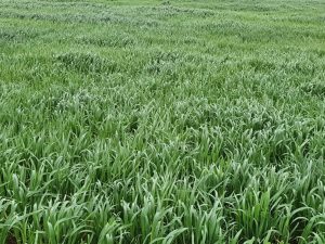 oat field enjoys rain