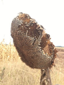 Organic Sunflower in the Field