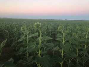 abundant sunflower crop