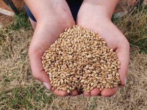 daughter holding wheat