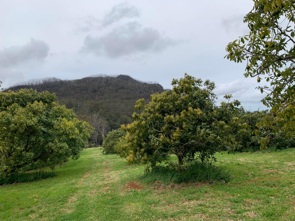 Killabakh mountain Carmen Hass trees