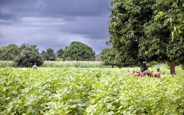 A switch to ecological farming will benefit health and environment – report