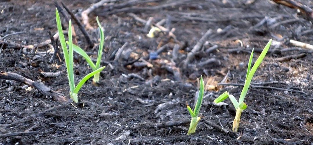 Blazing new trails beyond the bushfires