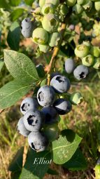 Blue Tongue Berries