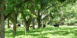 cows under trees