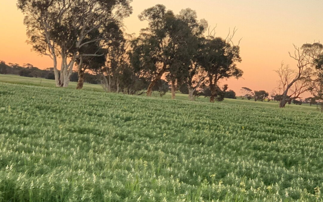 Field of lupins with gumtrees on orange sunrise background