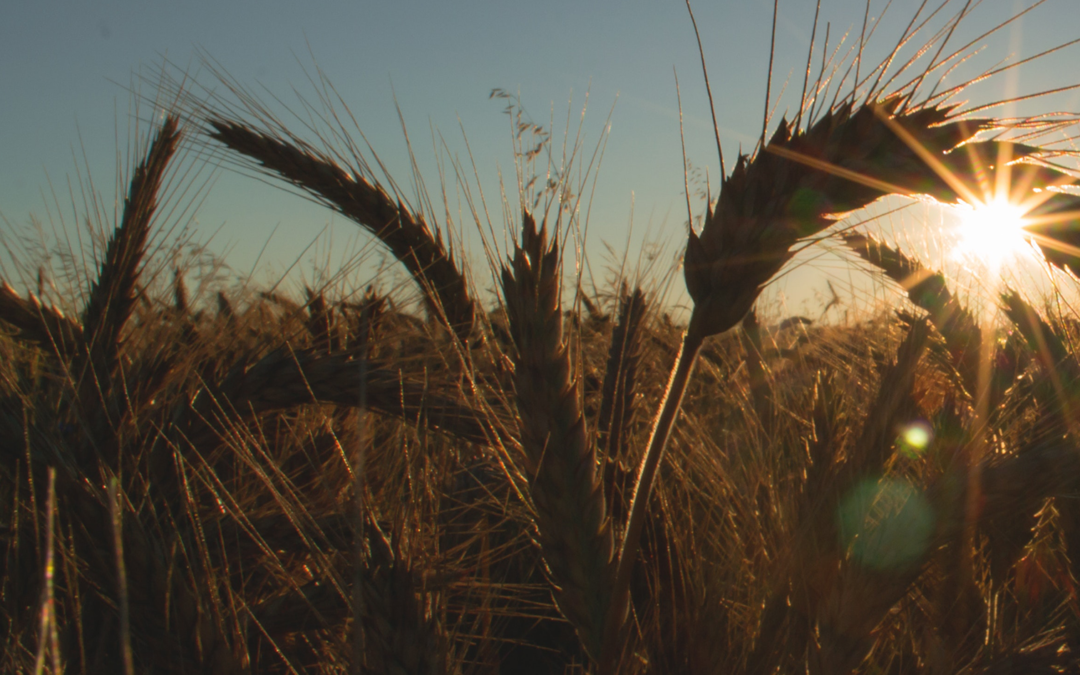 The Australian Organic & Sustainable Future – hosting the largest organic farmland area in the world!